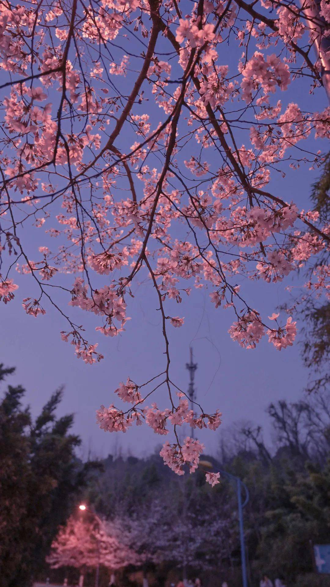 月下花见,邀您共赏南林夜樱_樱花