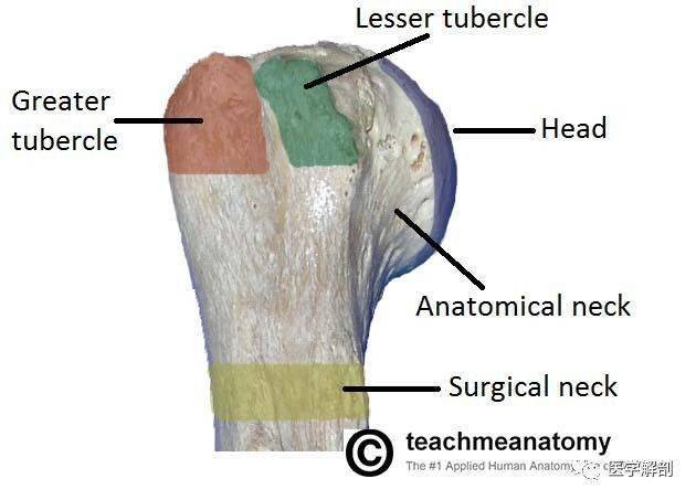 肱骨的解剖颈与外科颈