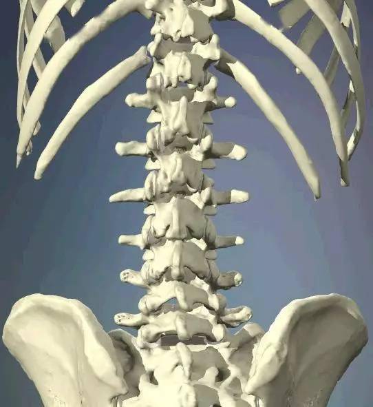 图1:腰椎后面观图2:横突间韧带,棘上韧带,髂腰韧带(起自腰5横突,止于