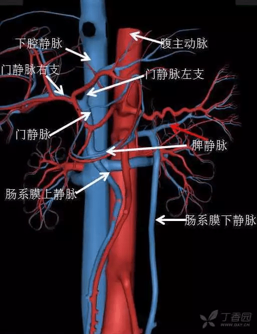 掌握这篇解剖,晋级腹部ct影像诊断高手(精细版)