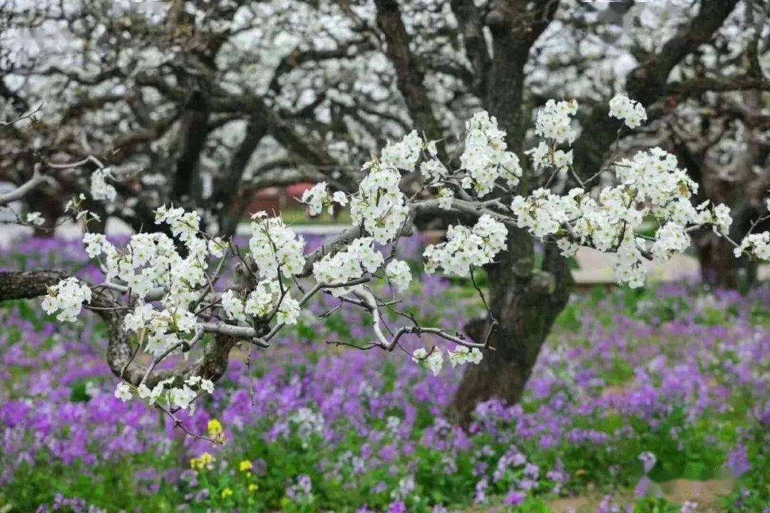 转发| 2021中国·砀山梨花节开幕式,音乐会,缤纷烟花秀,三场直播在