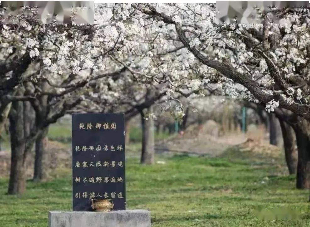 梨花节,你不能错过的砀山景点