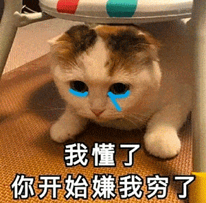 第75期喵表情丨扫黄!人站在左边!猫站右边!