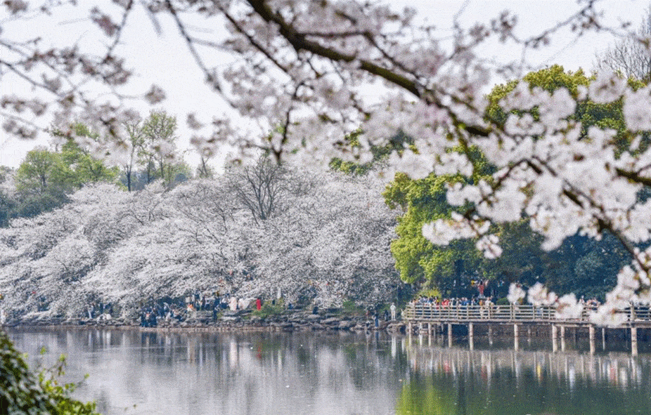 【关注】樱花浪漫盛放,一文带您