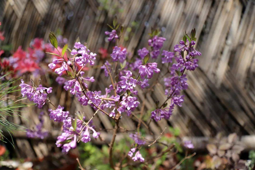 芫花  