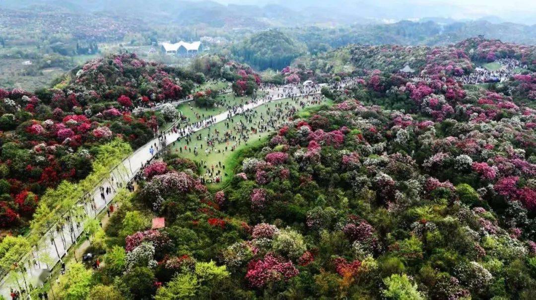 咨询电话  来源:看见毕节,百里杜鹃