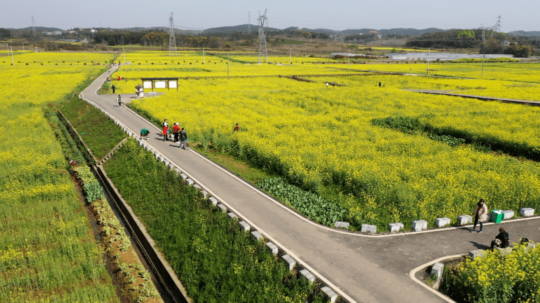 的金黄迎春绽放,站在伸入田间的木制观景台上好一幅醉美的田园画卷