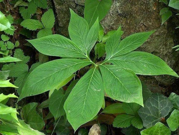 小心有毒!路边野菜别乱采