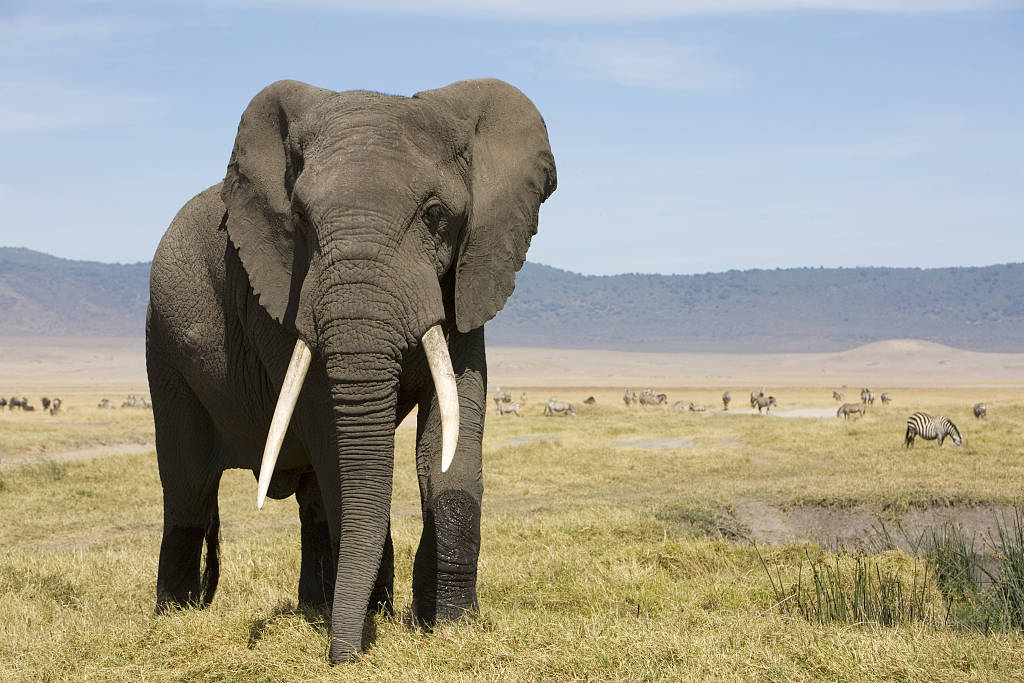 偷猎和栖息地受侵,非洲大象被世界自然保护联盟列为濒危物种