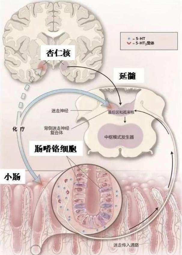 特别是精神因素,比如害怕,视觉,味觉,压力,兴奋,疼痛这等等就可以诱发