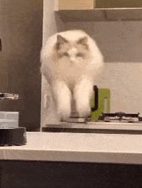 半夜撸猫不可怕,撸到菊花最尴尬