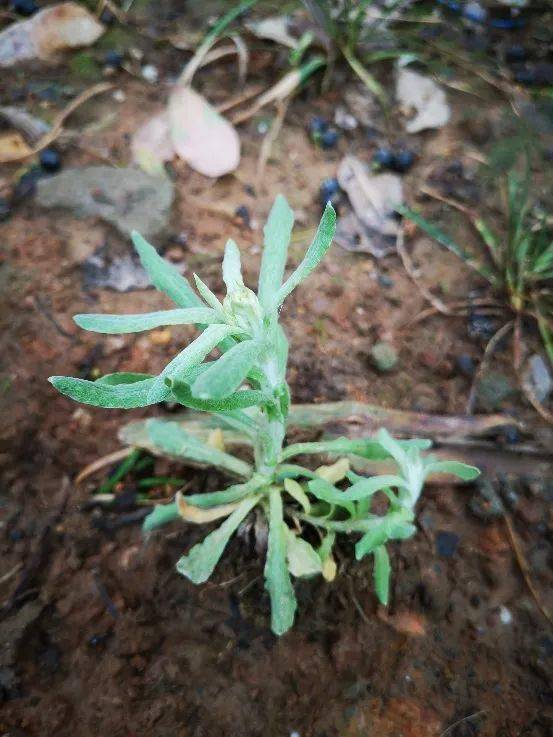 拟鼠麴草植株