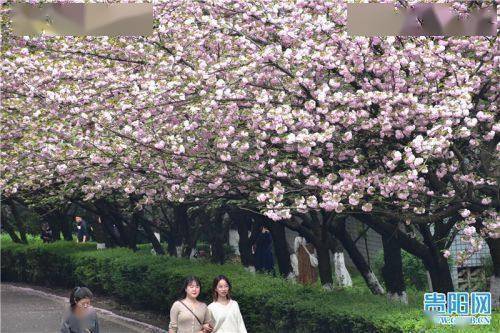 贵阳网讯3月28日,记者来到位于贵阳花溪区的贵州民族大学,校园内樱花