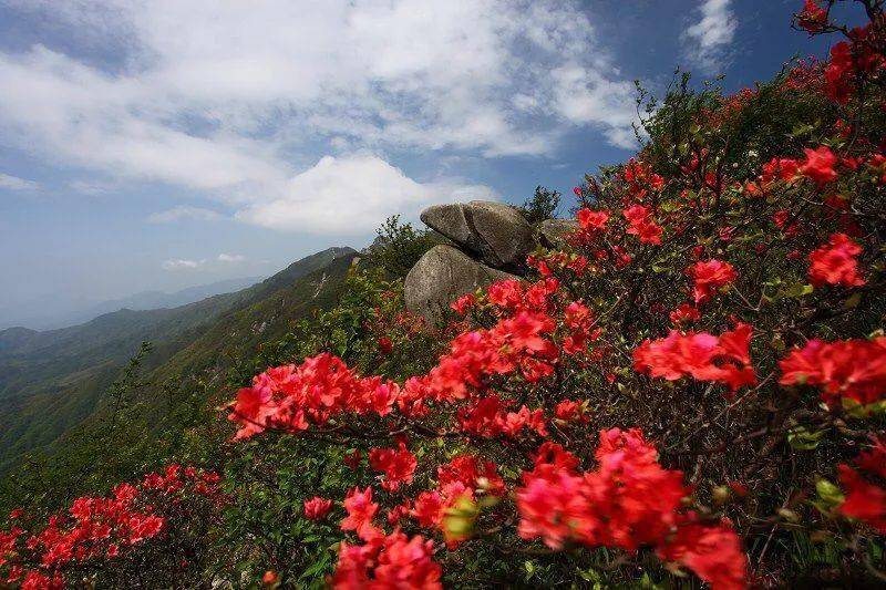 湖北省春季十大赏花游之"三春三月映山红,彩云霞间杜鹃游"!