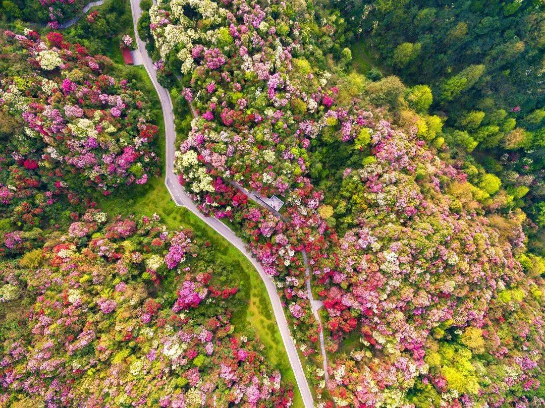 山河花海 春意贵州|春天来贵州,一起走走花路吧!