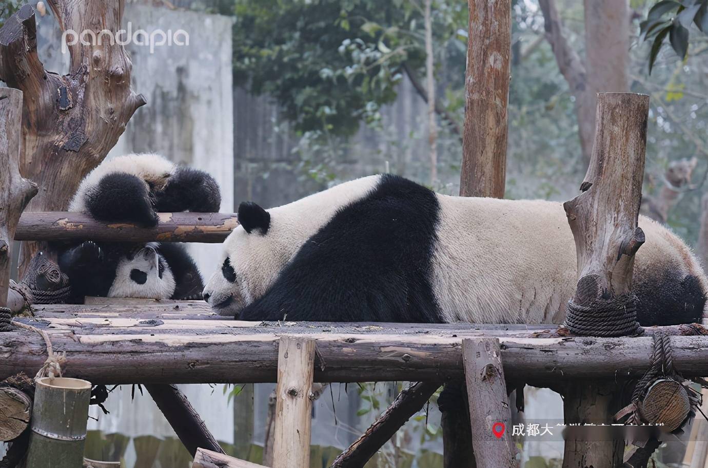 出彩滚滚熊猫妈妈带娃日常欢乐多