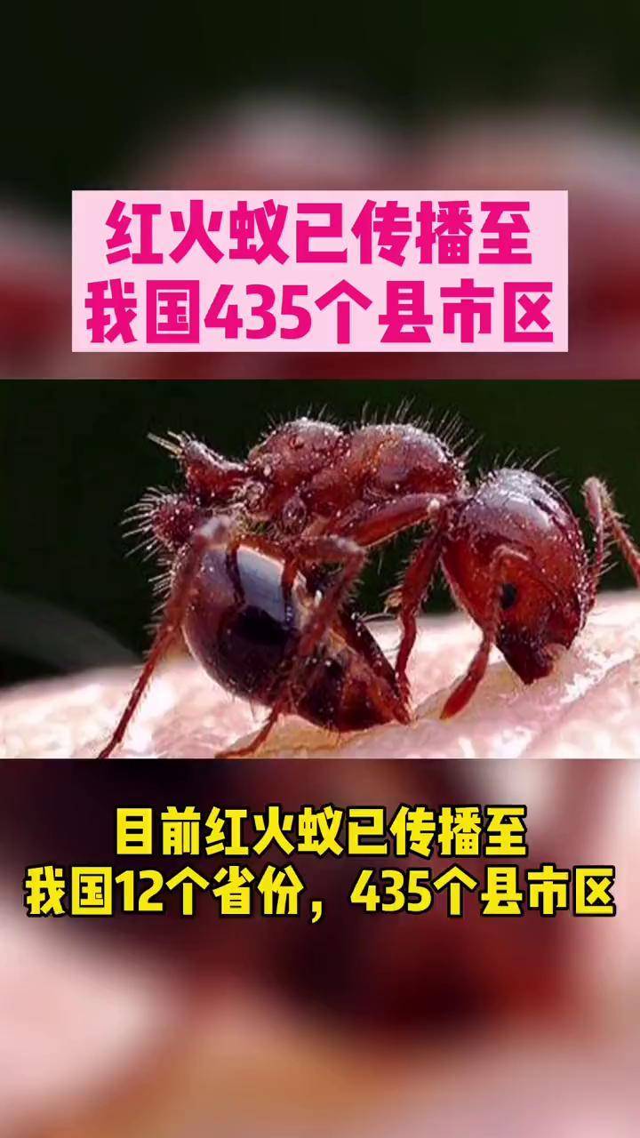 红火蚁已传播至我国12个省份小小蚂蚁为何有如此威力该如何防范它们被