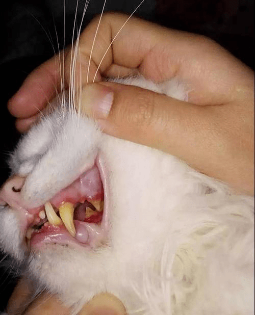 我家猫全部牙龈都是肿的?什么情况?