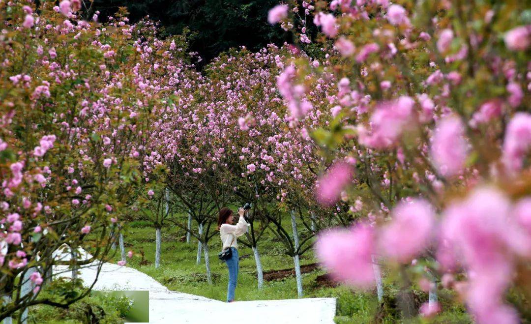 赣州樱花,美"出圈"!