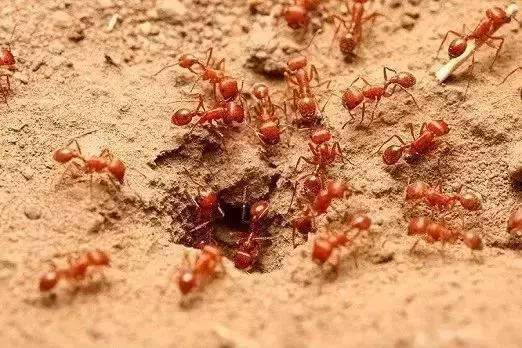 多地红蚂蚁聚集!有人被咬,直接休克!