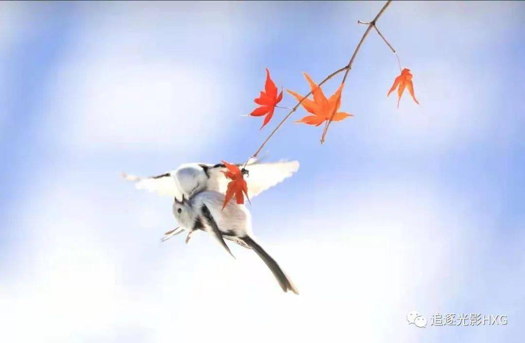 春眠不觉晓 处处闻啼鸟