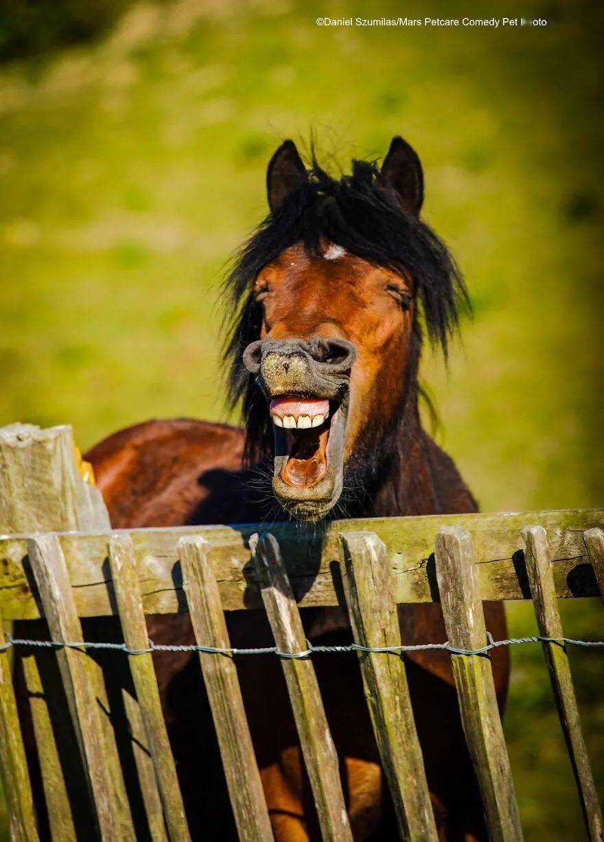 异曲同工的牙 这匹马一直在大笑,它笑啥呢?