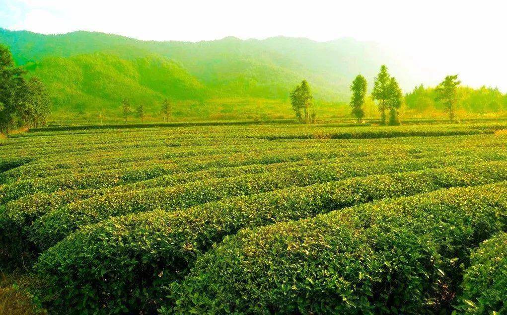 地理位置 三棵树茶园金井茶叶基地是茶树生长的最理想地域 还未进入