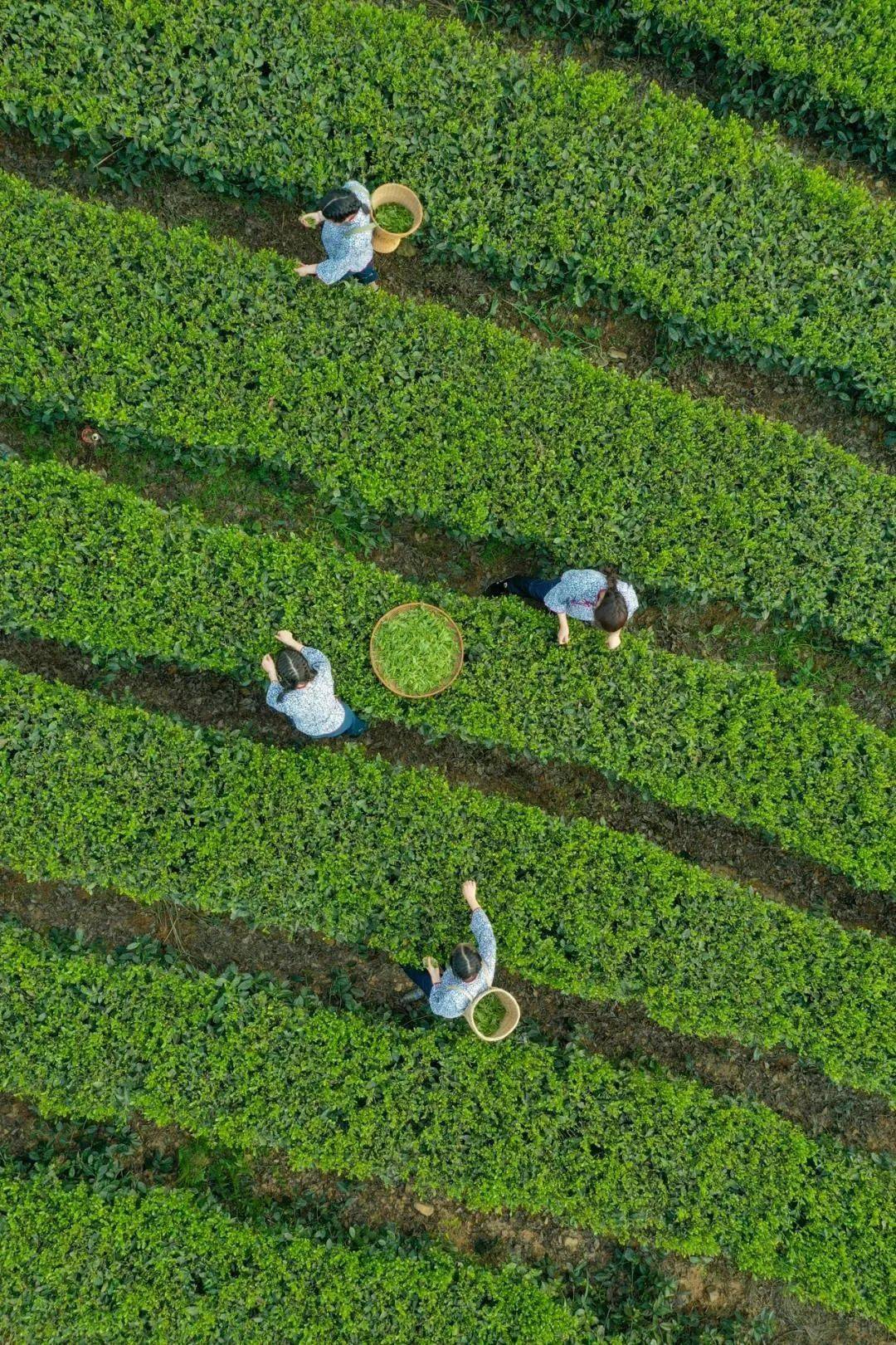 地理位置 三棵树茶园金井茶叶基地并且石门银峰茶的鲜叶采摘要求