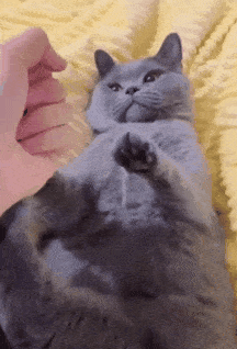 敢对猫竖中指的铲屎官,下场都很悲惨!