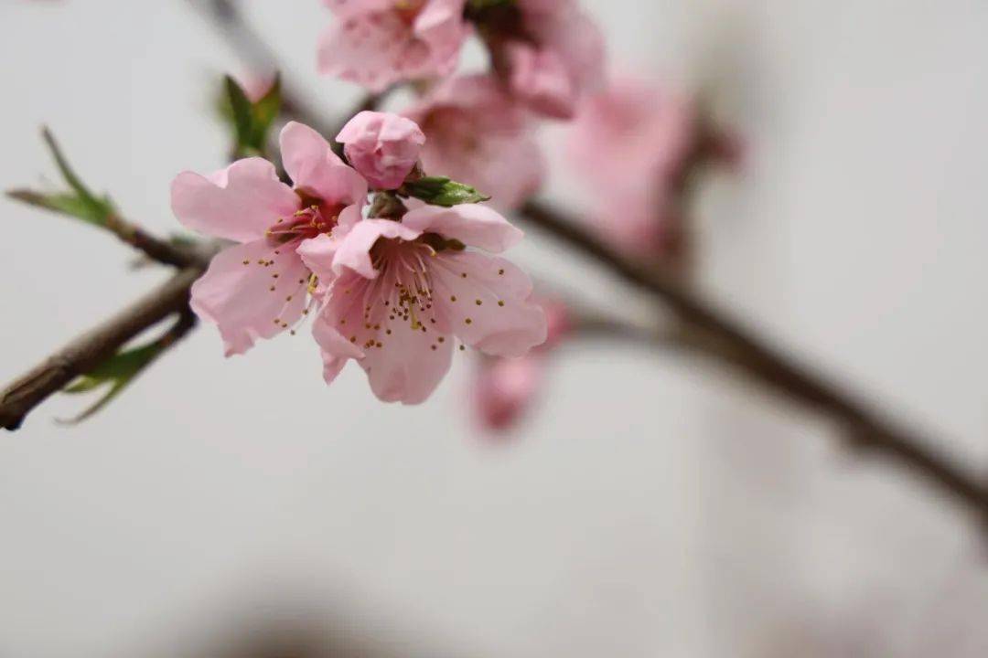 快来刘台桃花源,带你感受不一样的桃花节