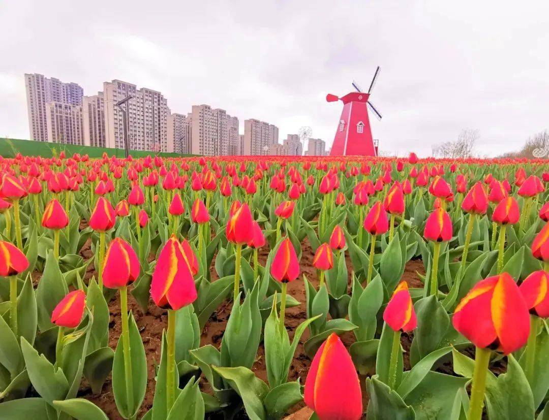 单日到访过10000人!兴业舜德帝景第五届郁金香节美炸了