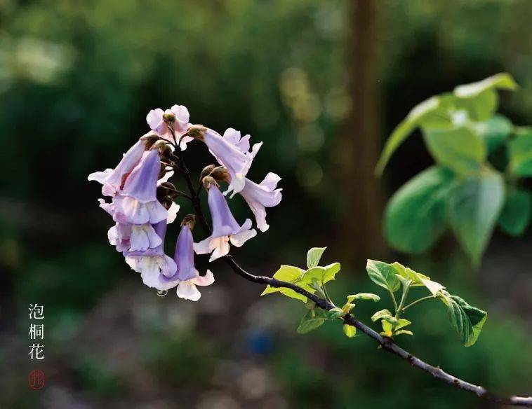 清明花信风桐花