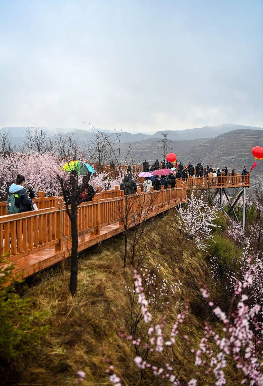 彭阳县悦龙山如期开幕第九届"醉美花海·魅力彭阳"文化旅游节第十七届