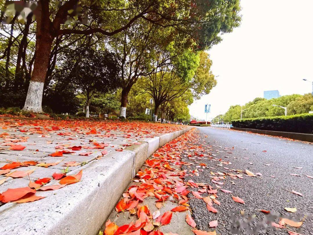 落叶飞扬,春天里的别样景致