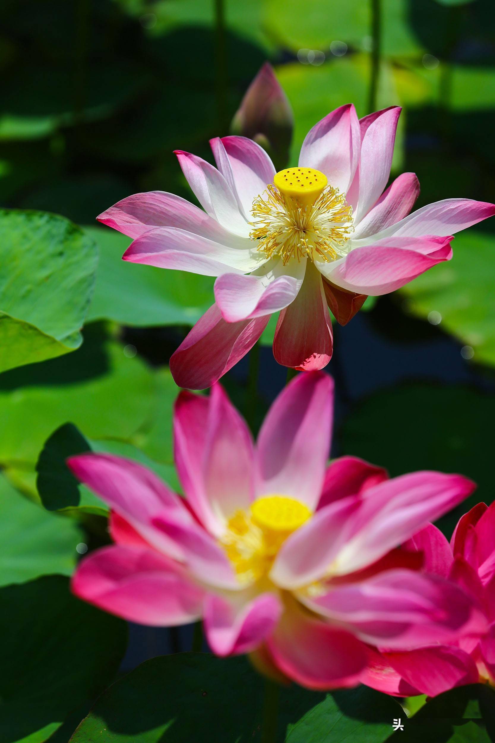 莲池亭,荷花,流水,鲸鲤,晒太阳的乌龟,游人,静中有动,动中有静,生机