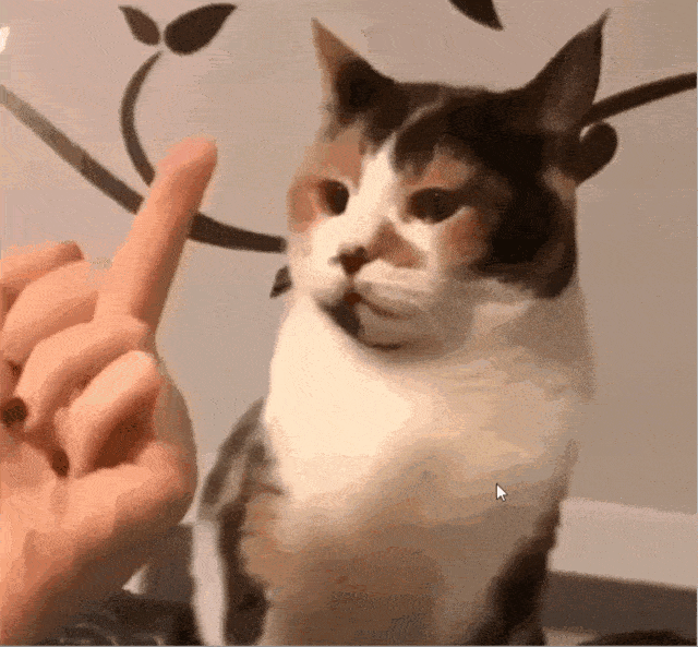 你也总会有自己命中注定的那只猫的会有一只很