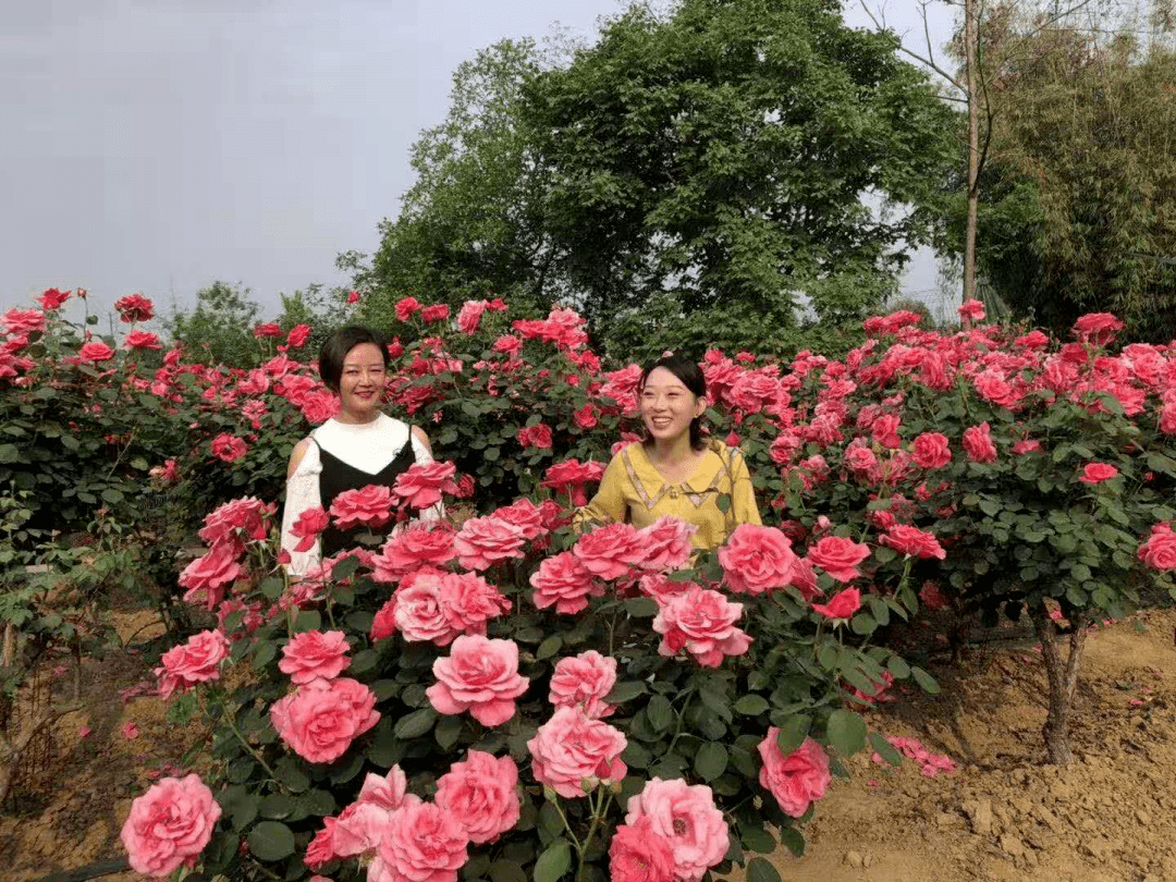 绵阳千亩月季花海,美若仙境,惊艳绽放!免费领门票了!