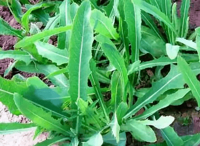 一家六口吃野菜险些丧命官方发布预警这些野菜有毒千万别摘