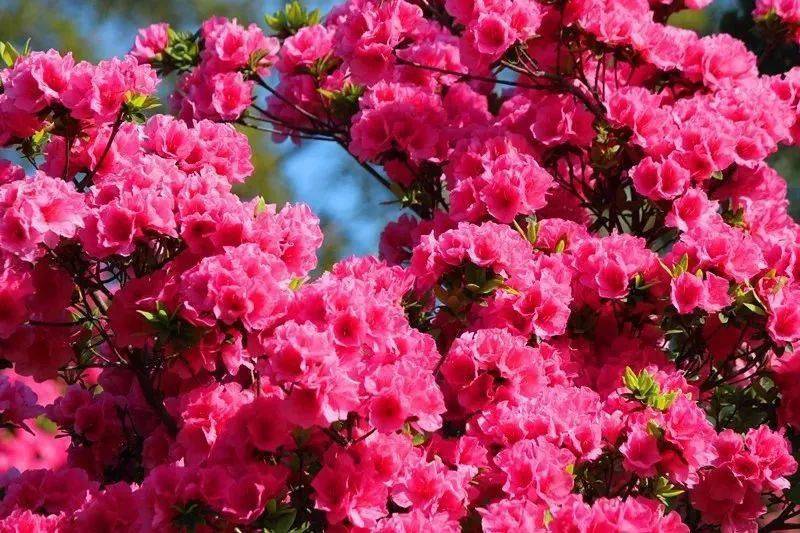 2021年炎陵县云上大院云锦杜鹃花节盛大开幕