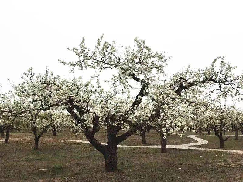 房山万亩梨花迎来盛花期!_贾河村