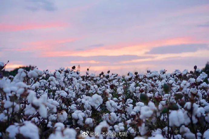 图说新疆新疆棉花美翻了