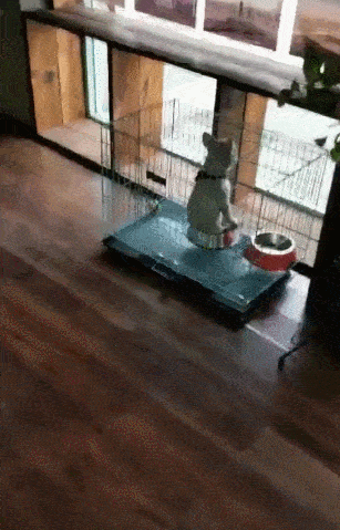 狗狗突然学会瑜伽坐姿,主人觉得可爱,网友:傻瓜,还它自由!