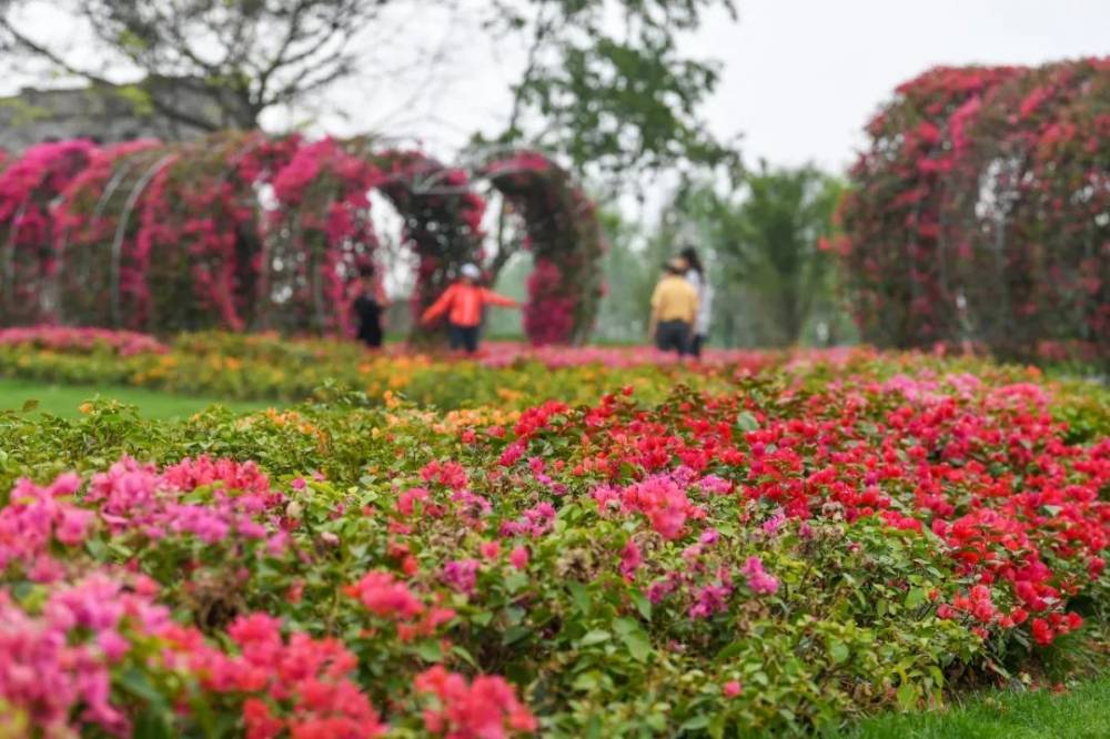 中梁山花博园内各种花卉争奇斗艳.