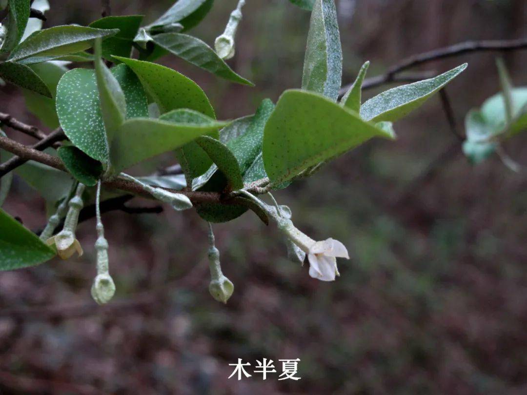 木半夏是胡颓子科的落叶灌木,仅生长在高山上.