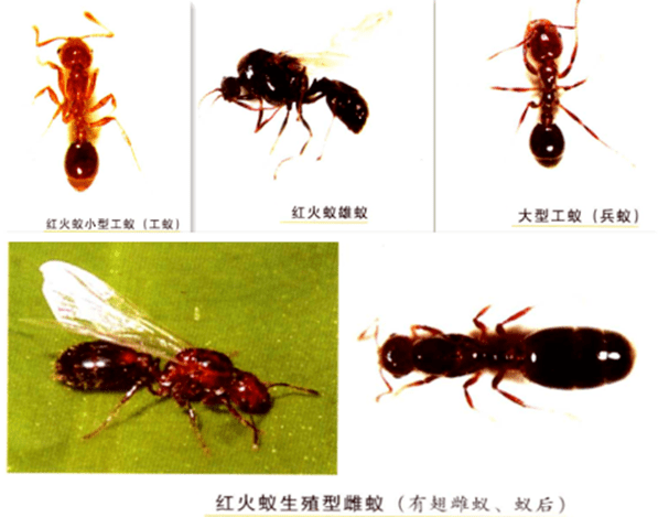 红火蚁的蚁巢为完全地栖型蚁巢,成熟蚁巢以土壤堆成的高10~30cm 直径