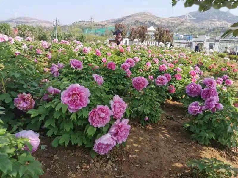 2021中国方城第五届牡丹花节暨万亩花海旅游节启动