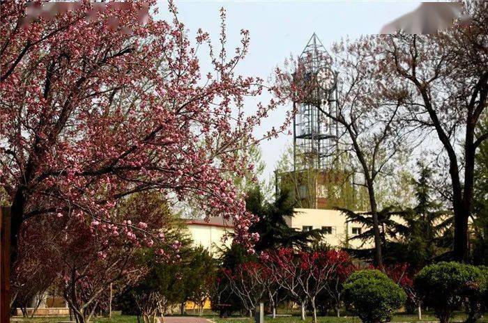 耿丹学院的樱花 现在已是闻名遐迩,美誉京城
