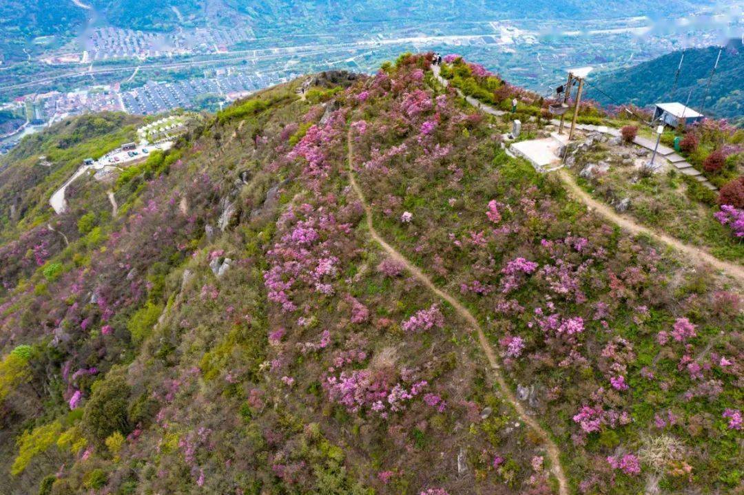 奉化金峨山满山遍野的杜鹃花如火焰般热烈,现在是赏花