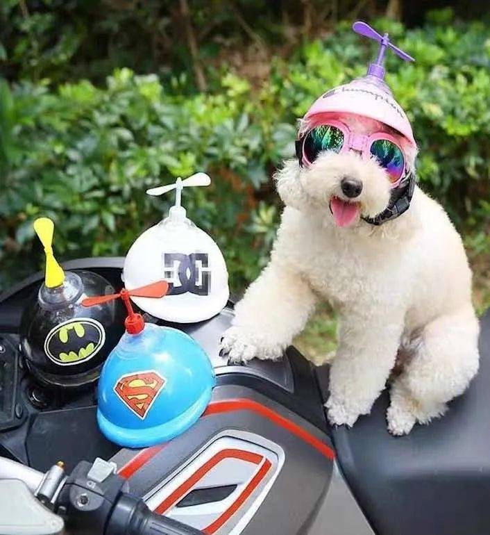 大爷给柴犬狗子带上了戴铁盆头盔,秒变表情包!