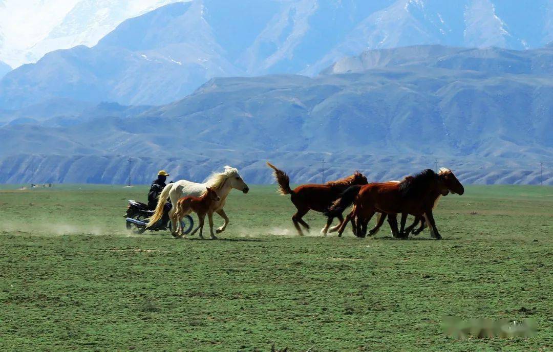 乌苏市西大沟镇赛力克提牧场一群群马奔弛在草原上,感受着牧草的清香